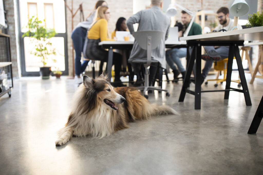 A dog in the workplace.